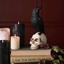Raven On A Skull Looking Right