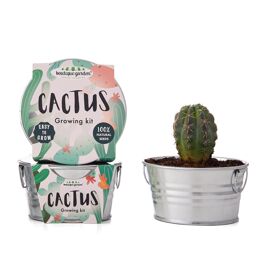 **MULTI 3** Boutique Garden Succulent Plant Cactus