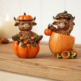 **ASTD MULTI 6** Country Living Highland Cows in Pumpkins
